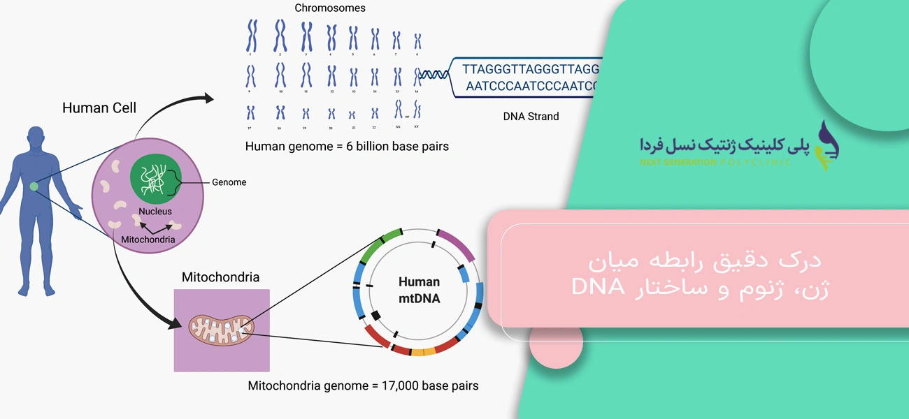 درک دقیق رابطه میان ژن، ژنوم و ساختار DNA