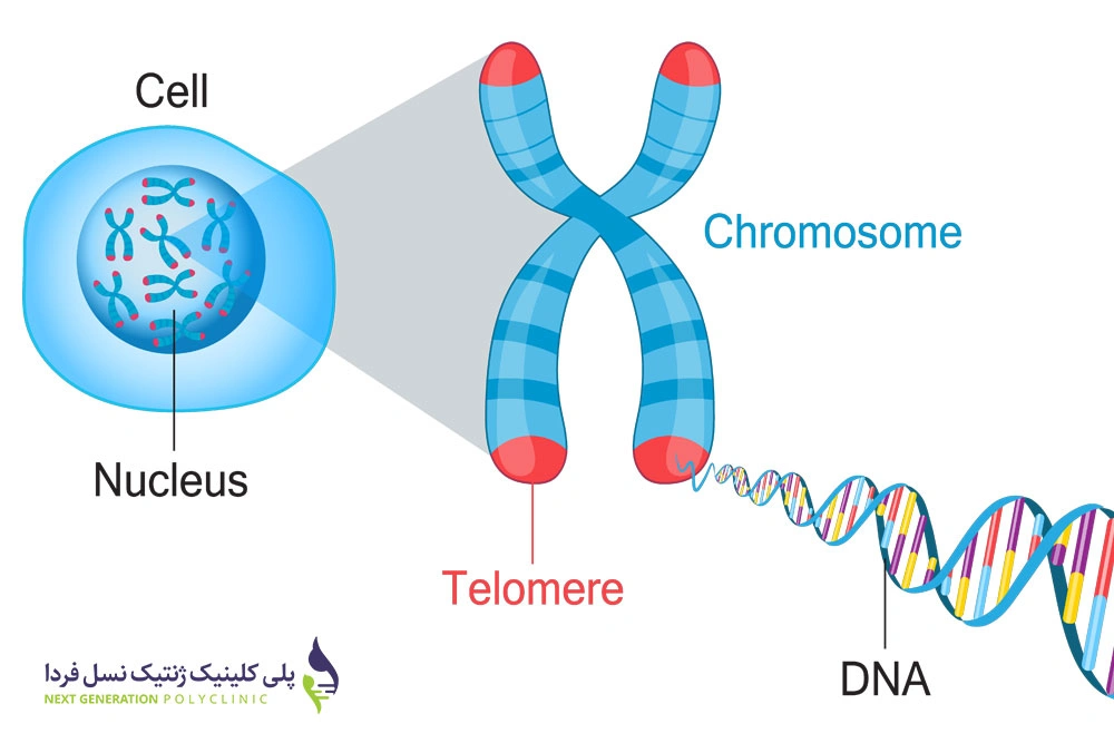 dna و کروموزوم