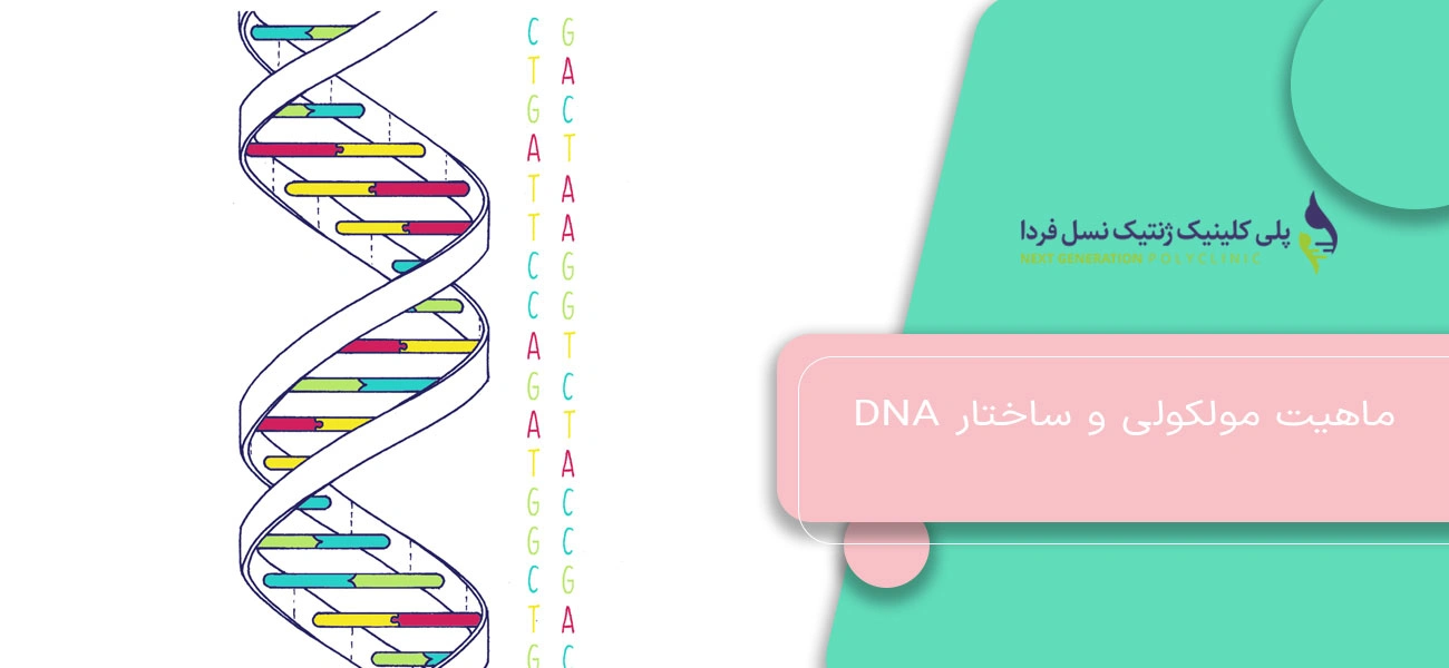 ماهیت مولکولی و ساختار DNA