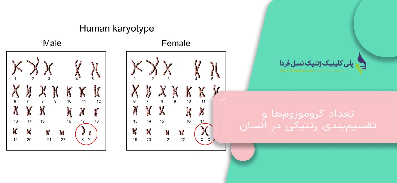 تعداد کروموزومها و تقسیمبندی ژنتیکی در انسان