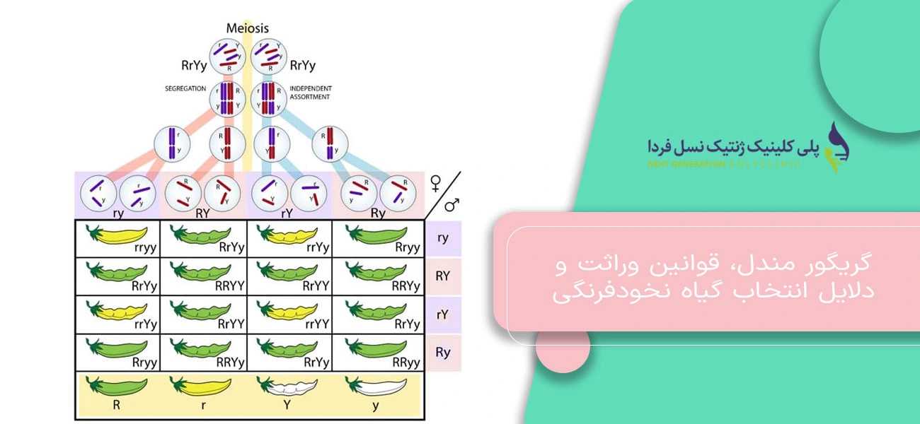 گریگور مندل، قوانین وراثت و دلایل انتخاب گیاه نخودفرنگی