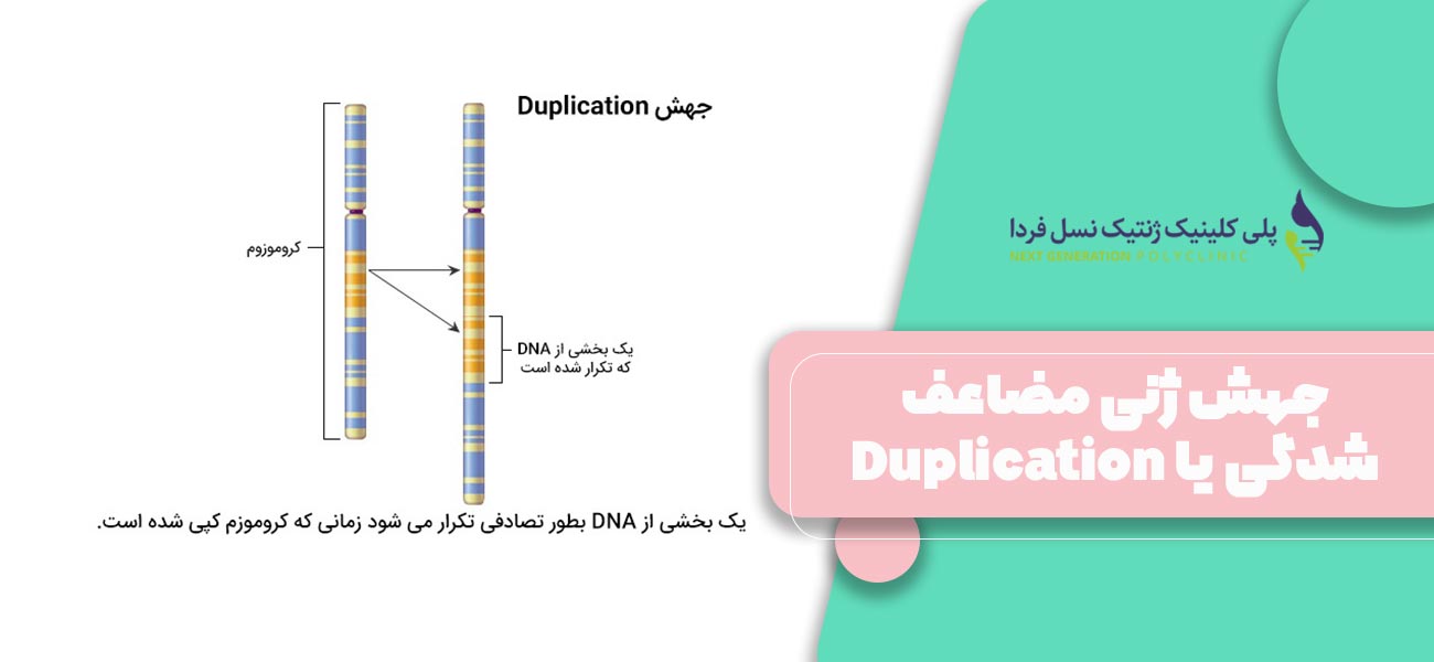 جهش ژنی مضاعف شدگی یا Duplication