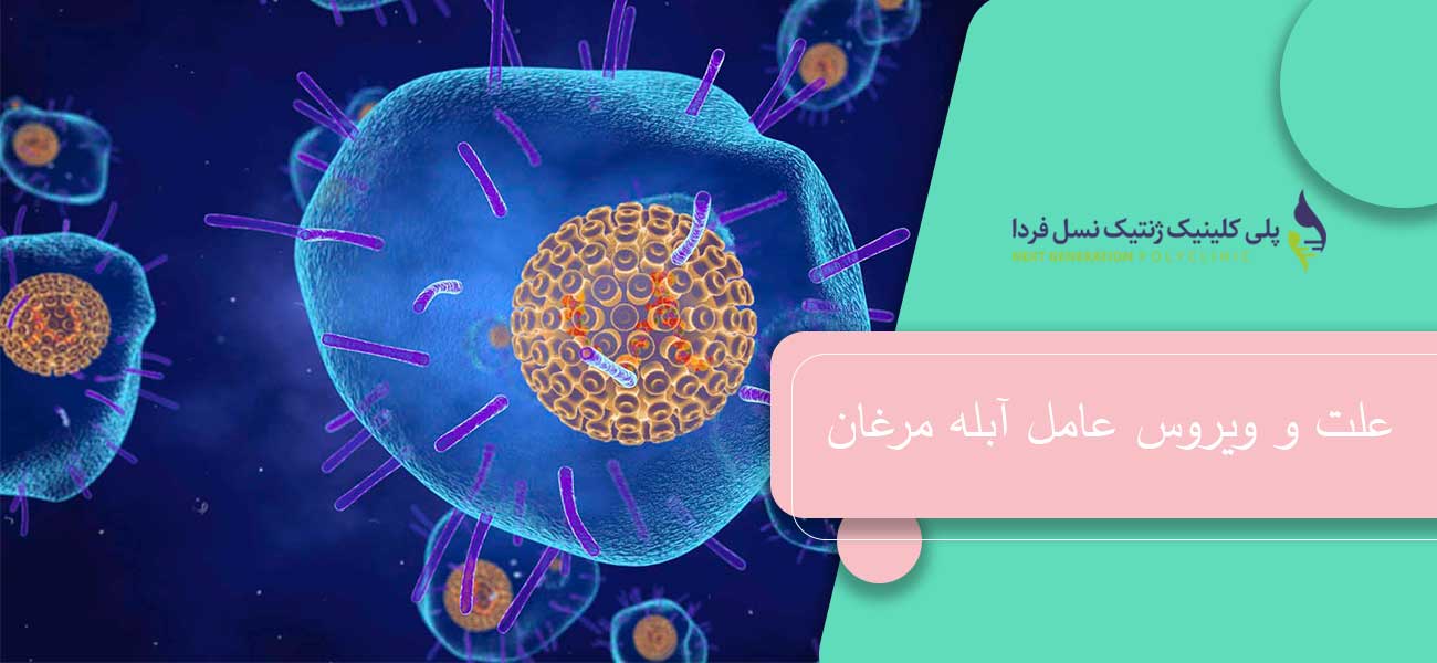 علت و ویروس عامل آبله مرغان
