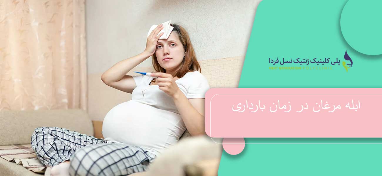 ابله مرغان در زمان بارداری