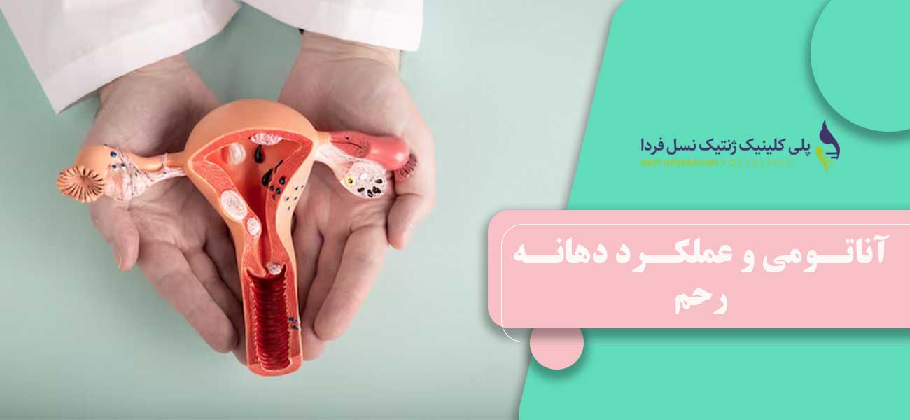 آناتومی و عملکرد دهانه رحم