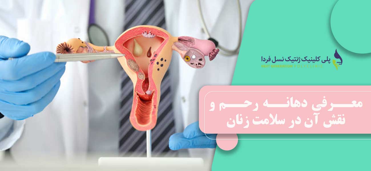 معرفی دهانه رحم و نقش آن در سلامت زنان