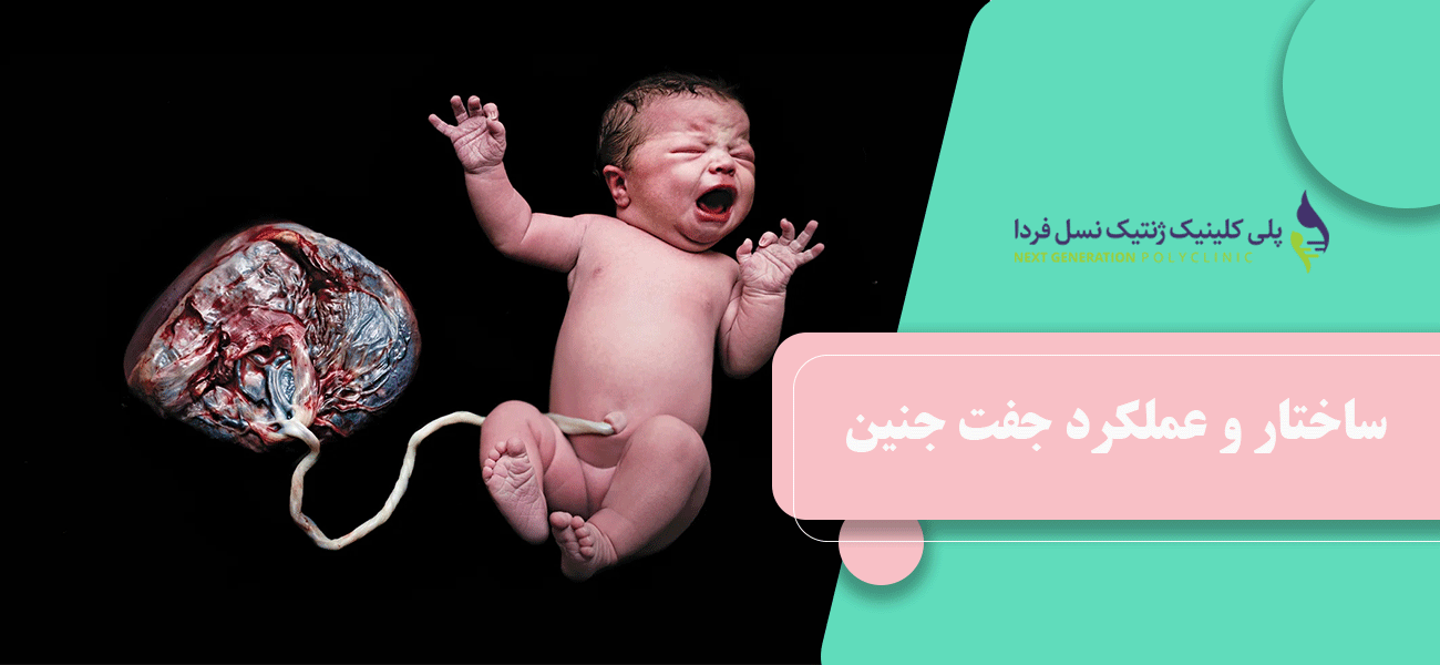 ساختار و عملکرد جفت جنین