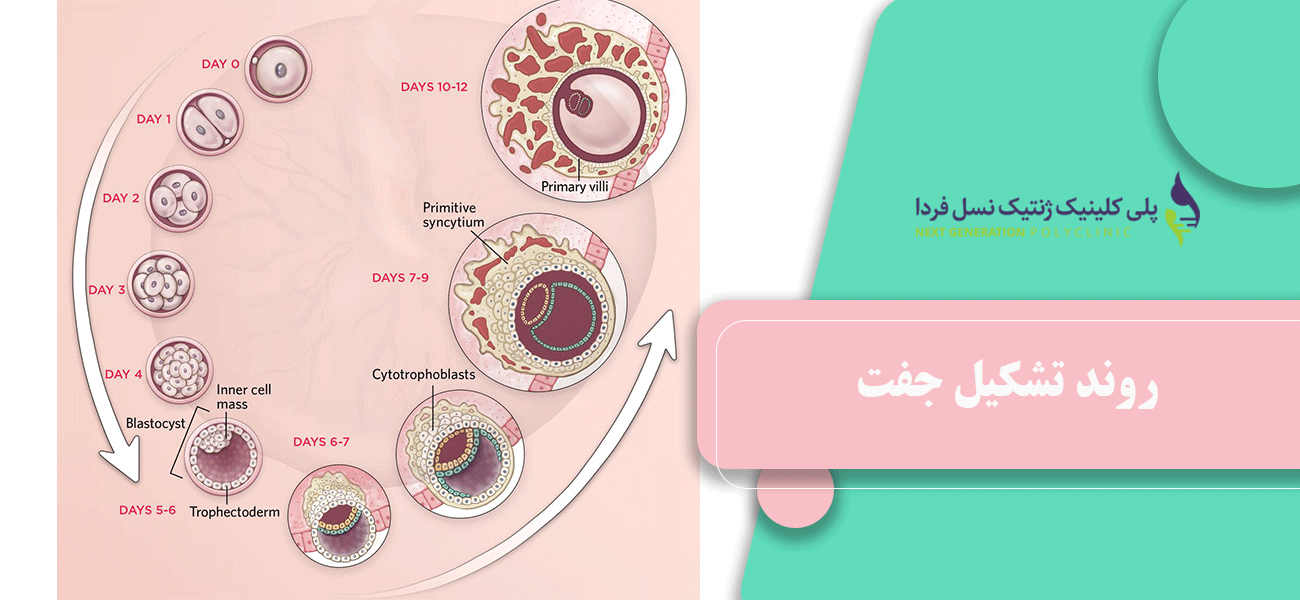 روند تشکیل جفت