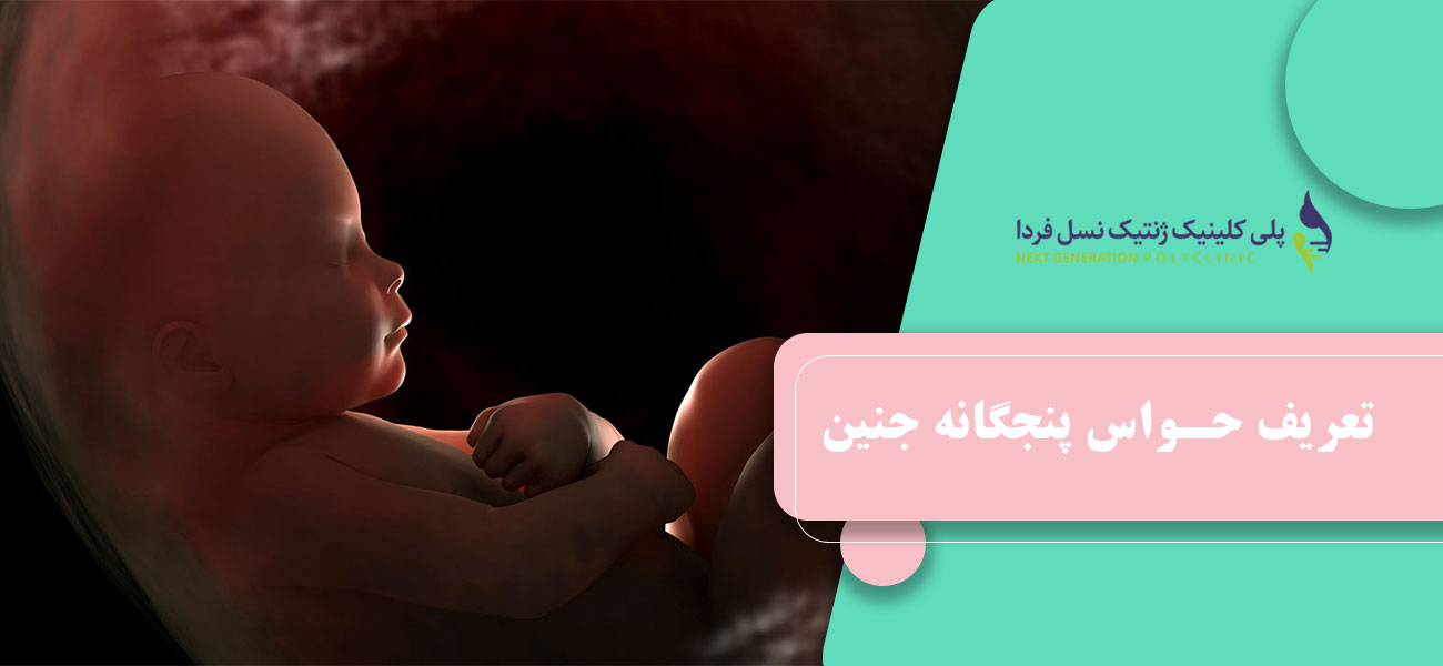 تعریف حواس پنجگانه جنین