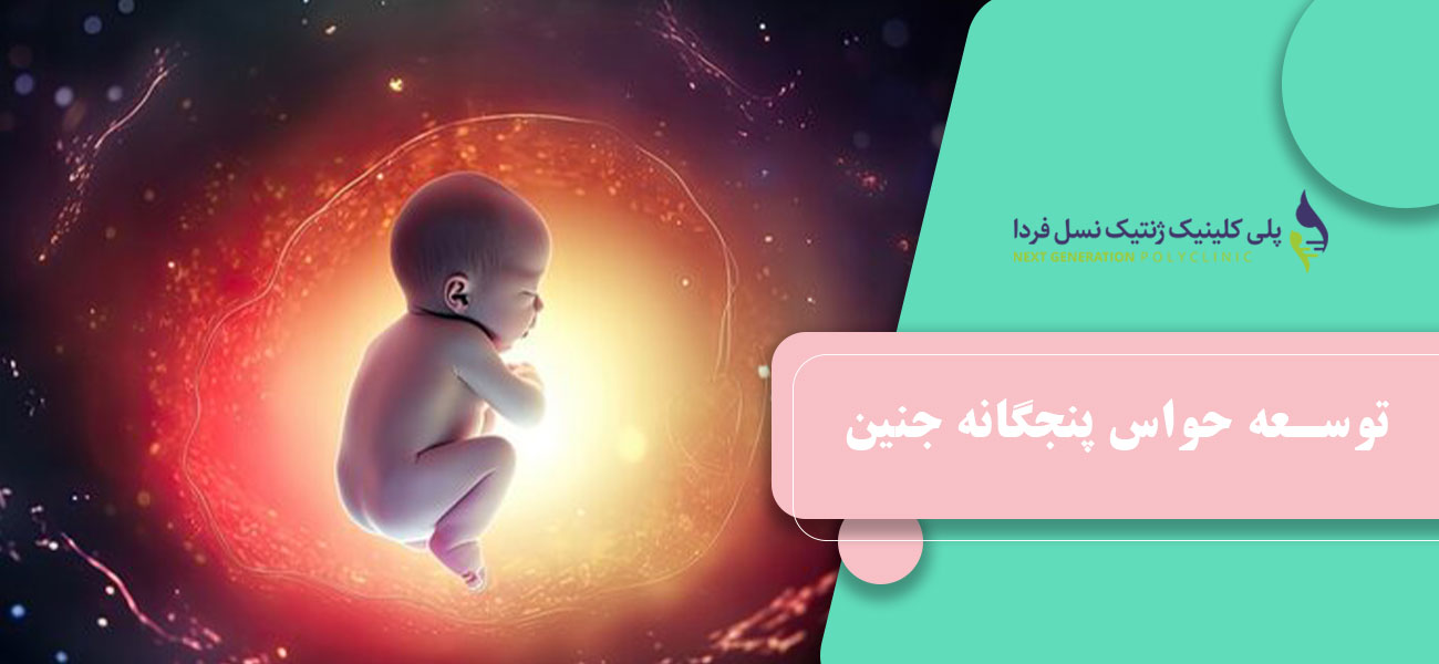 توسعه حواس پنجگانه جنین