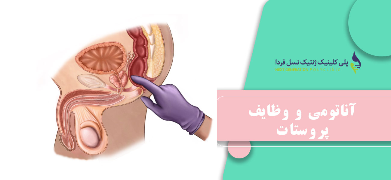 آناتومی و وظایف پروستات