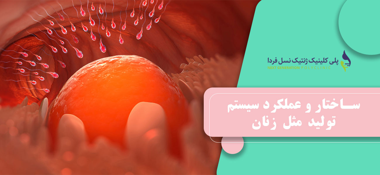 ساختار و عملکرد سیستم تولید مثل زنان