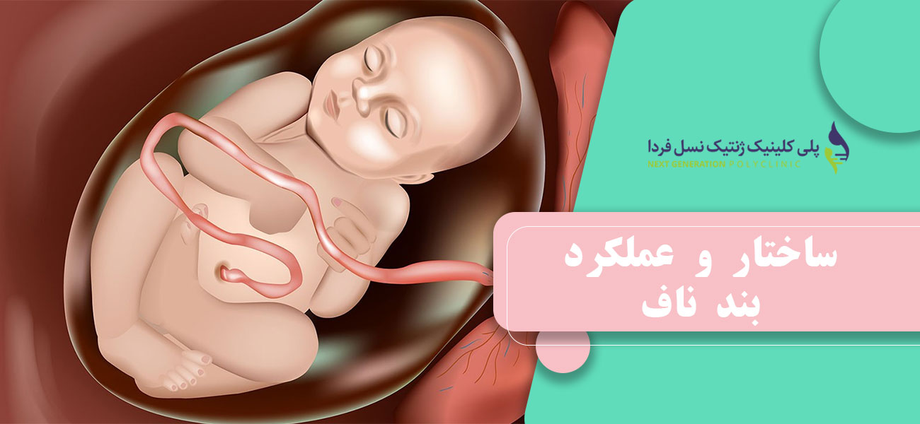 ساختار و عملکرد بند ناف