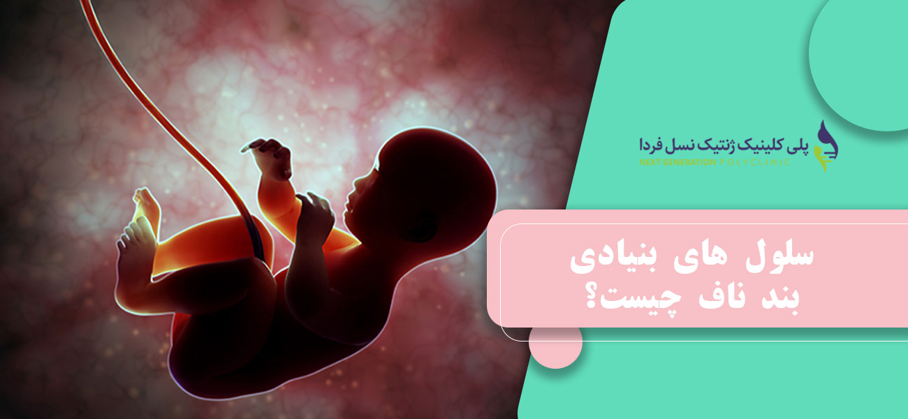 سلول های بنیادی بند ناف چیست؟