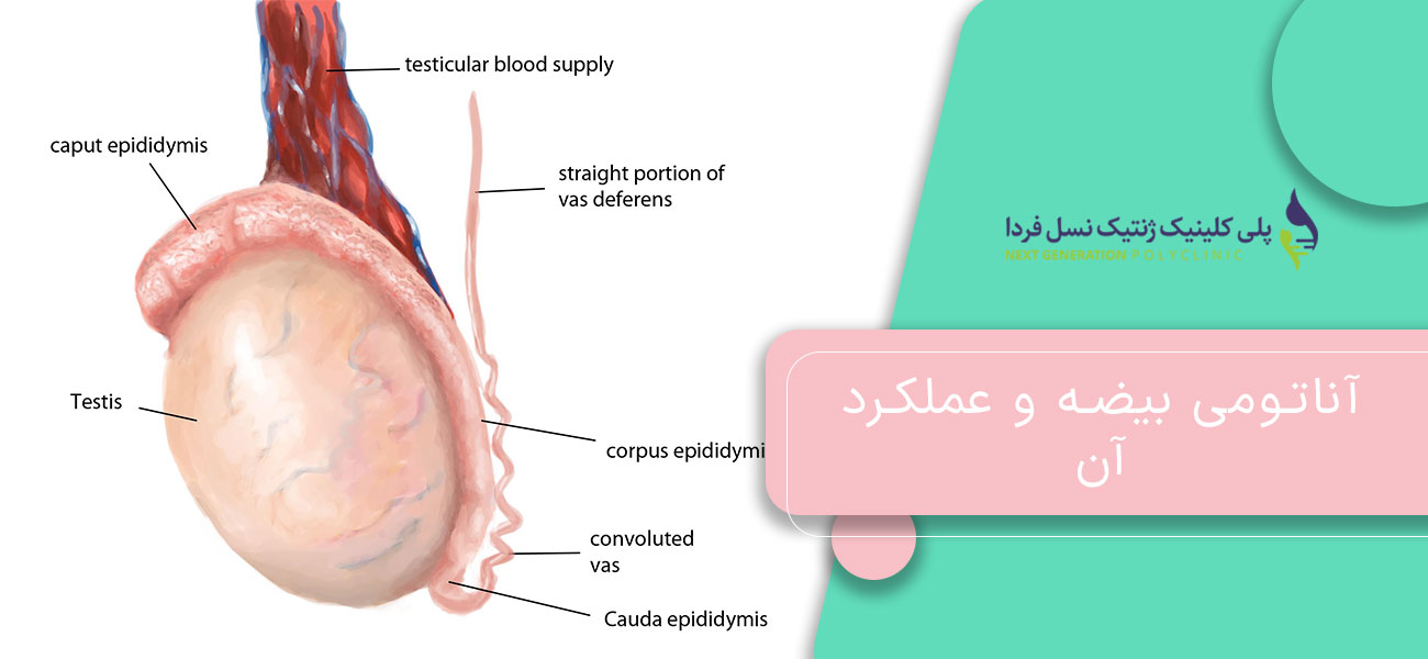 آناتومی بیضه و عملکرد آن