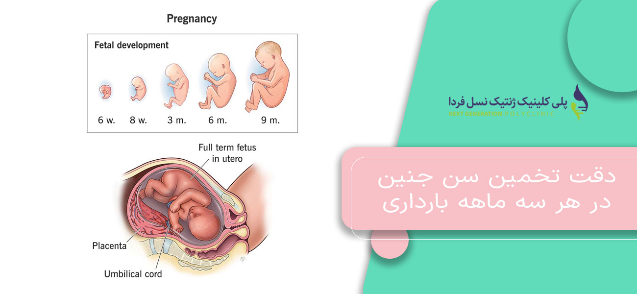 دقت تخمین سن جنین در هر سه ماهه بارداری