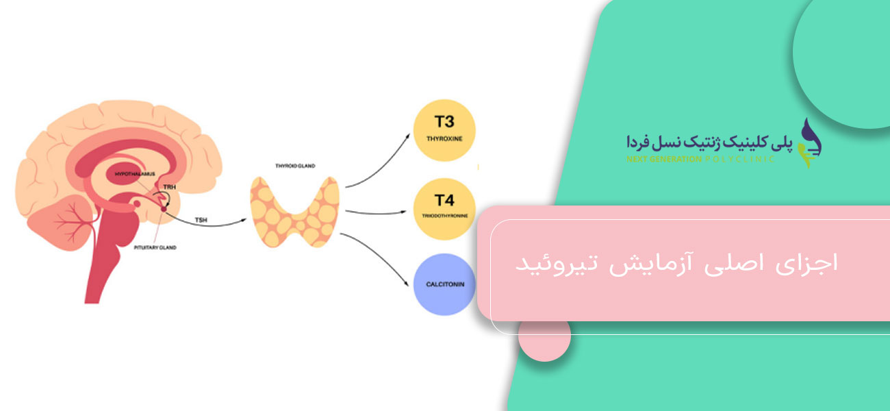 اجزای اصلی آزمایش تیروئید