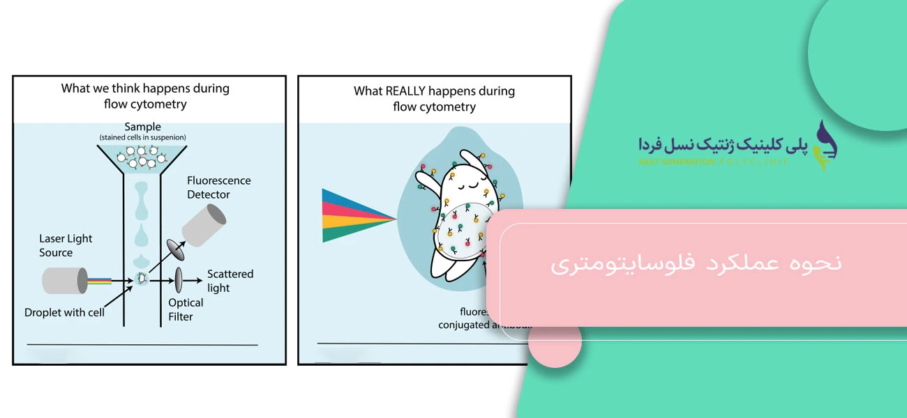 نحوه عملکرد فلوسایتومتری