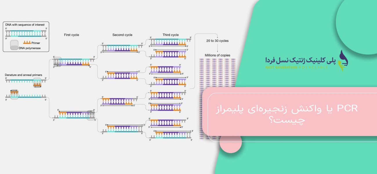 PCR یا واکنش زنجیرهای پلیمراز چیست؟