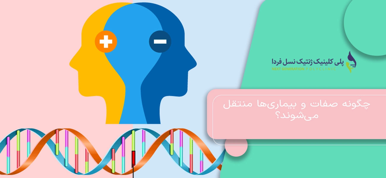 چگونه صفات و بیماری‌ها منتقل می‌شوند؟
